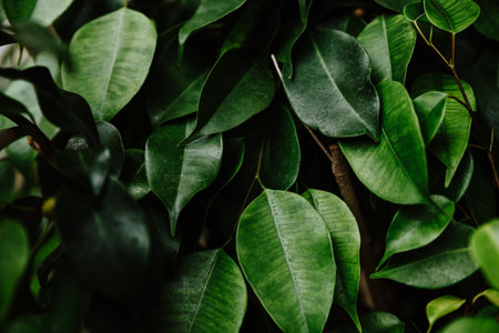 A macro shot of green leaves on tree branchesの写真素材
