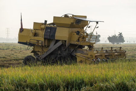A harvester machine in a paddy field