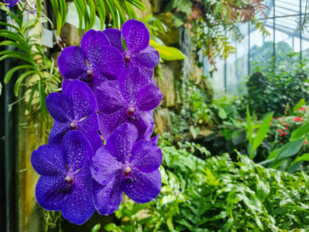 A selective focus of Wanda flowers in a tropical gardenの写真素材