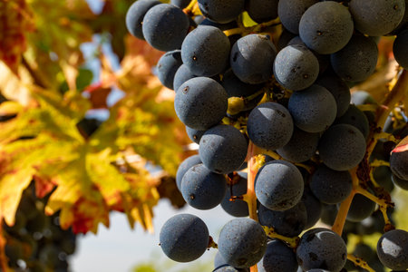 A closeup shot of grapevines growing in a vineyard in  Friuli Venezia Giulia, Italy