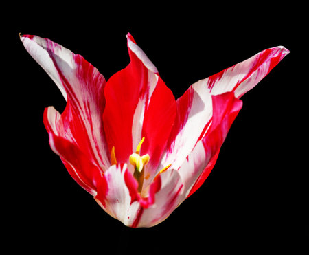 A closeup shot of a colorful tulip flower on a black backgroundの写真素材