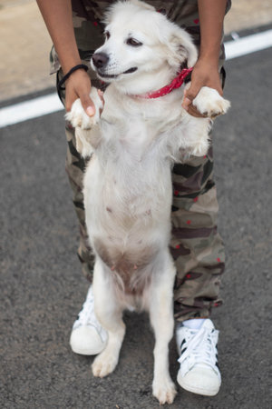 An adult person holding an adorable white domestic puppy on its two legs on the road