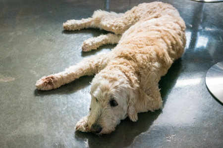 A closeup shot of a Labradoodle dog lying on the groundの写真素材