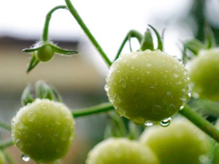 A closeup shot of water droplets on fresh green tomatoes in the farm after a drizzleの写真素材