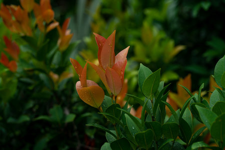 A closeup of a plant