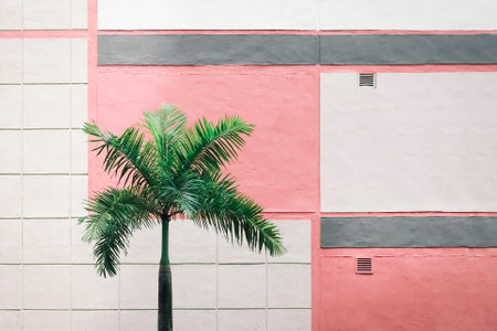 A shot of a palm tree on a building background with white and pink wallsの写真素材