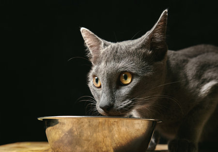 A portrait of a graceful gray cat staring into the distance while leaning on his food bowlの写真素材