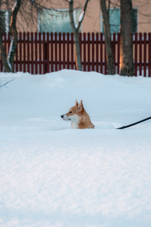 A Dog on a leash head sticking out from snowの写真素材