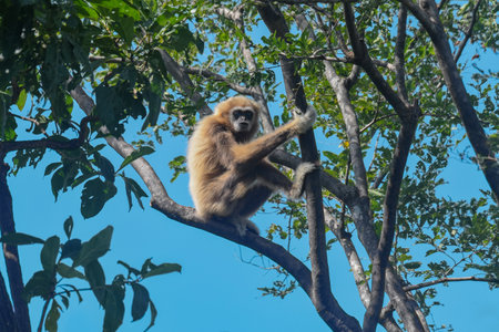Sitting on a branch looking at the camera, White-handed Gibbon, Hylobates lar, Thailand.の写真素材