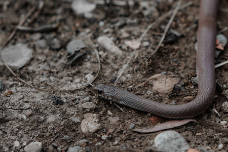 The gray snake on the groundの写真素材