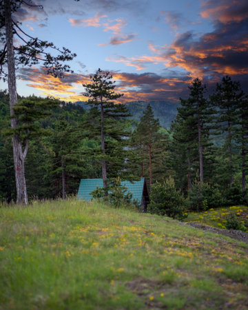 The forest at the sunsetの写真素材