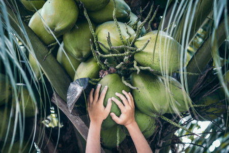 A scenic view of a person holding a green coconutの写真素材