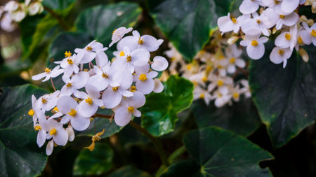 A beautiful shot of primrose in a botanical garden