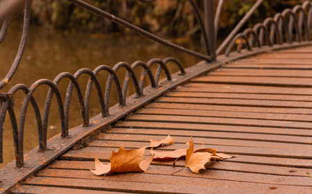 The park with the autumn leavesの写真素材