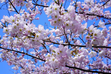 A closeup of pink cherry blossoms in springtime against a clear blue skの写真素材