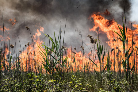 The burning plants in the forestの写真素材