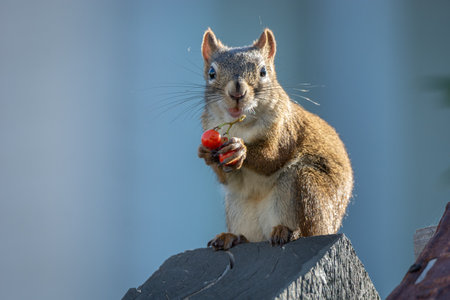 A closeup shot of a squirrel with a small branch of wild berries in its paws sitting on the roof its...