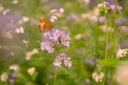 A horizontal closeup shallow focus shot of a butterfly on a field flowerの写真素材