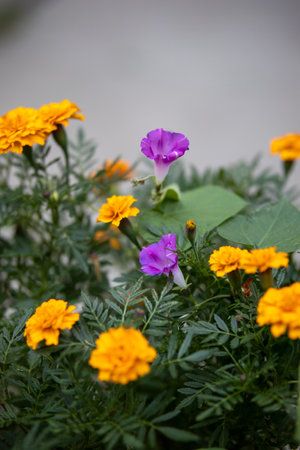 A closeup shot of many purple and yellow flowers blossoming in a garden under the sunlightの写真素材
