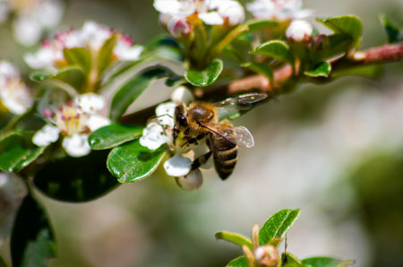 A bee sipping nectar from the Chokeberry flowers in the garden