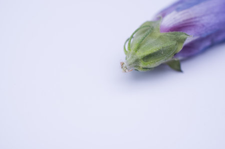 A closeup of a bellflower on a white backgroundの写真素材