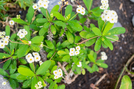 A closeup shot of blooming white crown-of-thorns flowersの写真素材