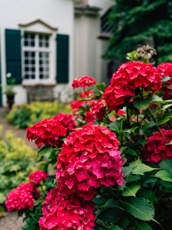 A closeup shot of red bigleaf hydrangea flowersの写真素材