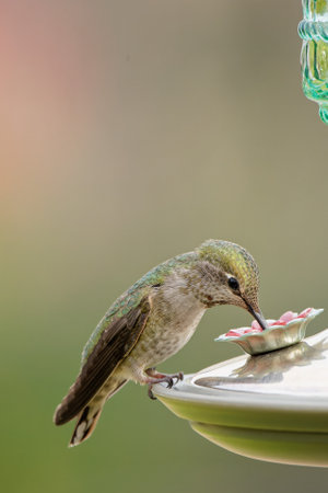 A closeup shot of a small hummingbird drinking from the feederの写真素材