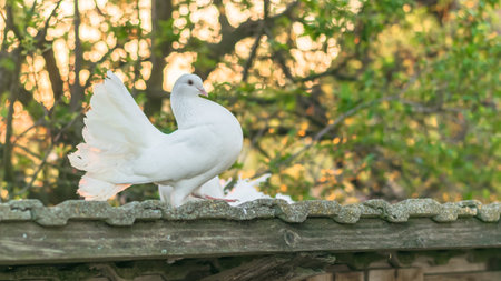 A close up shot of an amazing white bird standing on a wood top in a park in the daylightの写真素材