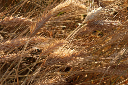 A closeup shot of dry wheat ears in a farmlandの写真素材