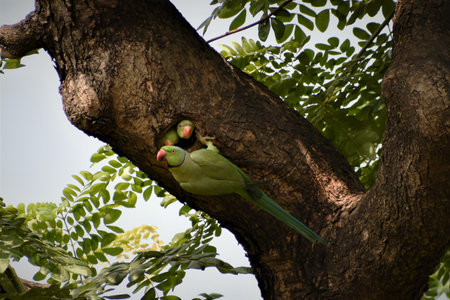A group of funny ring-necked parakeets on the tree