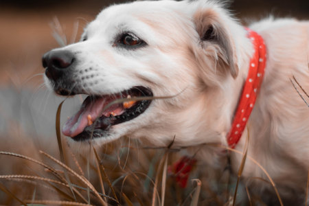 A portrait of an adorable white domestic dog with a red buckle collar playing in a fieldの写真素材