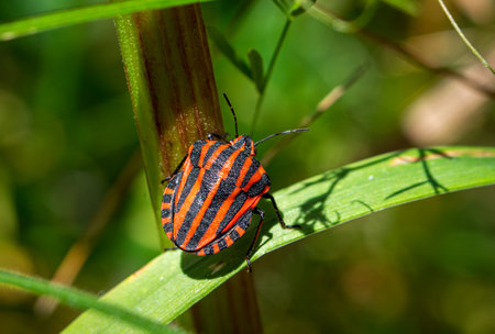 The European Minstrel Bug or Italian Striped shield bug (Graphosoma lineatum) on a green leafの写真素材