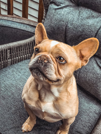A vertical shot of an adorable brown French bulldog sitting on an armchairの写真素材