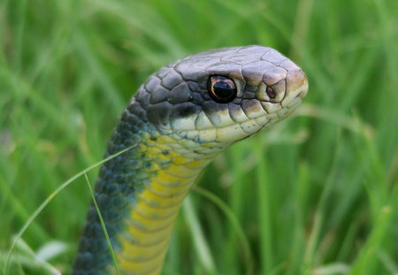 A closeup shot of an aesculapian snake