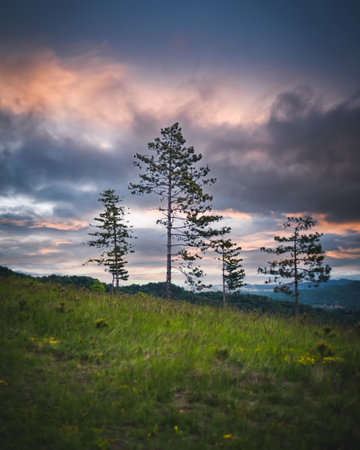 The forest at the sunseの写真素材
