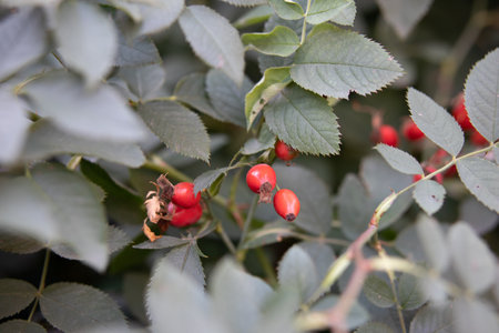 A selective focus shot of crataegus Orientalis fruits on a blurry background