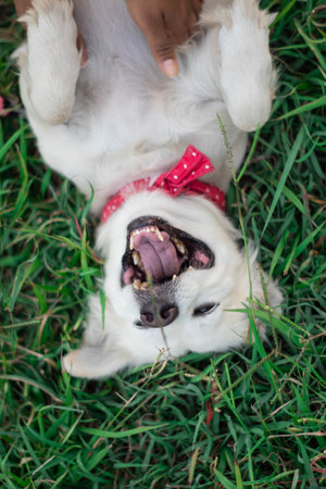 A top view of a person petting an adorable white domestic dog lying on the grassの写真素材