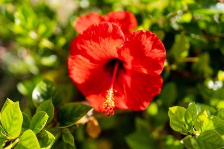 A closeup shot of a blooming orange hibiscus flowerの写真素材