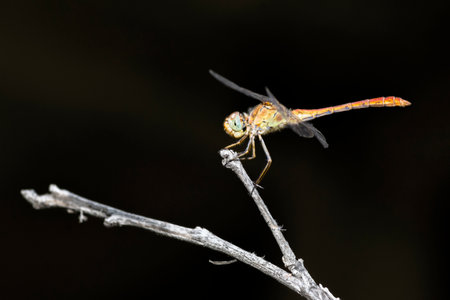 A macro shot of a dragonfly on a branch against a black backgroundの写真素材