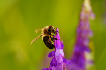 Bumblebees bite holes in the flowers of the hairy vetch. Bees also use the direct route. Nectar...