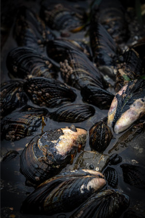 A vertical shot of mussels on rocks in the water with a blurry backgroundの写真素材