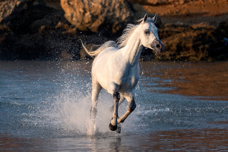 An adorable white foal running in the water on the background of rocksの写真素材