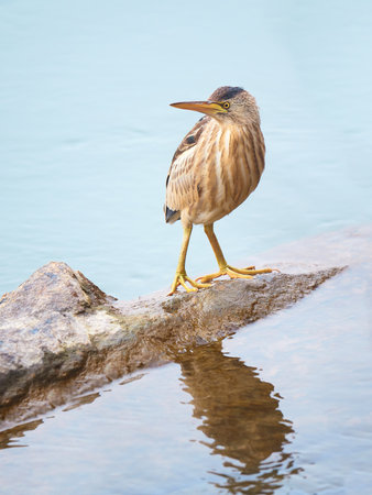 A closeup of a little bittern (Ixobrychus minutus) on a stone in the waterの写真素材