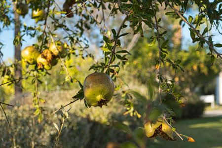 An unripe fruits pomegranate on a branch of a tree under the sunの写真素材