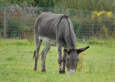 A donkey grazing on a green meadow on the autumn day