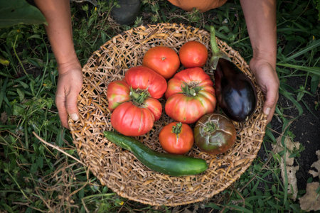 A closeup of the vegetablesの写真素材