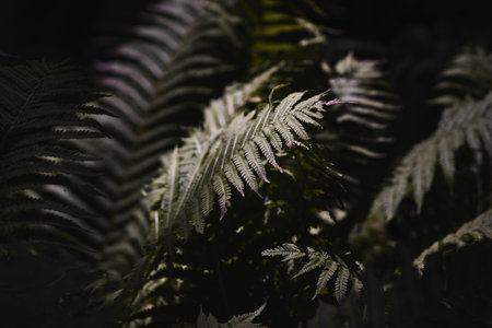 A close-up shot of fern leaves on a dark night.の写真素材