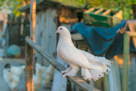 A close up shot of a beautiful white bird standing on a metal fence in public with blurry backgroundの写真素材