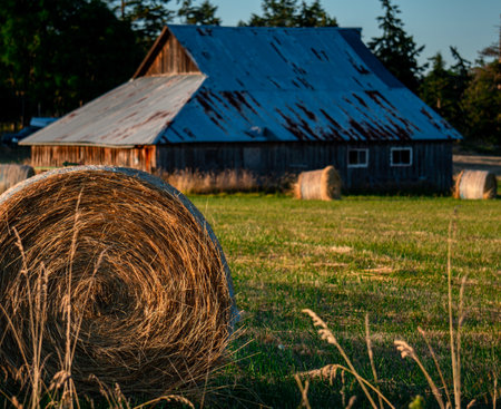 A closeup of a rolled haystack with an old barn under the sunlight in the blurry backgroundの写真素材